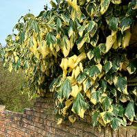 Kaukasus-Efeu ‘Dentata Variegata’ - Hedera colchica dentata variegata - Bakker