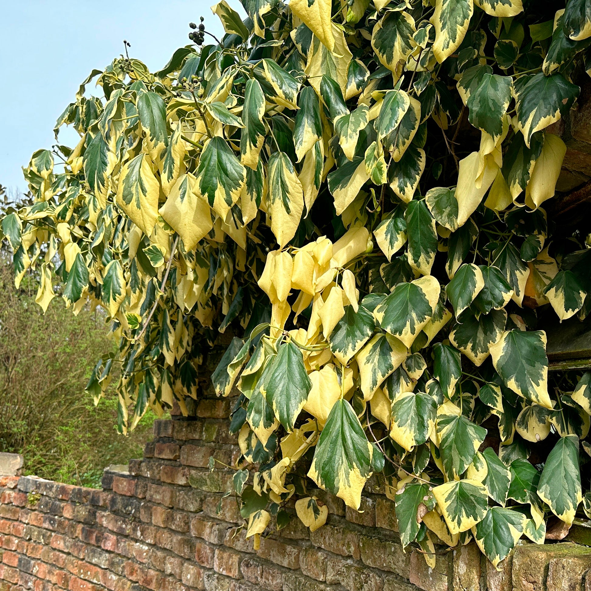 panaschierter efeu winterhart Kaukasus-Efeu 'Dentata Variegata' - Hedera colchica dentata variegata