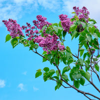 Syringa vulgaris sensation - Flieder Sensation - Flieder