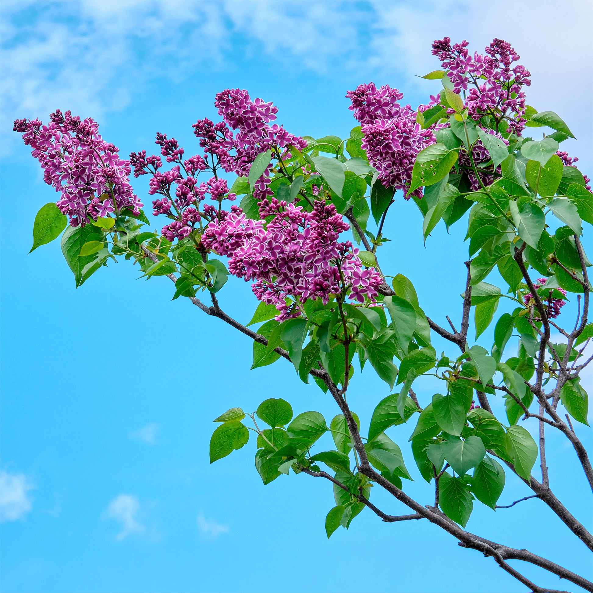 Syringa vulgaris sensation - Flieder Sensation - Flieder