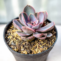 Echeverie ‘Perle von Nürnberg’