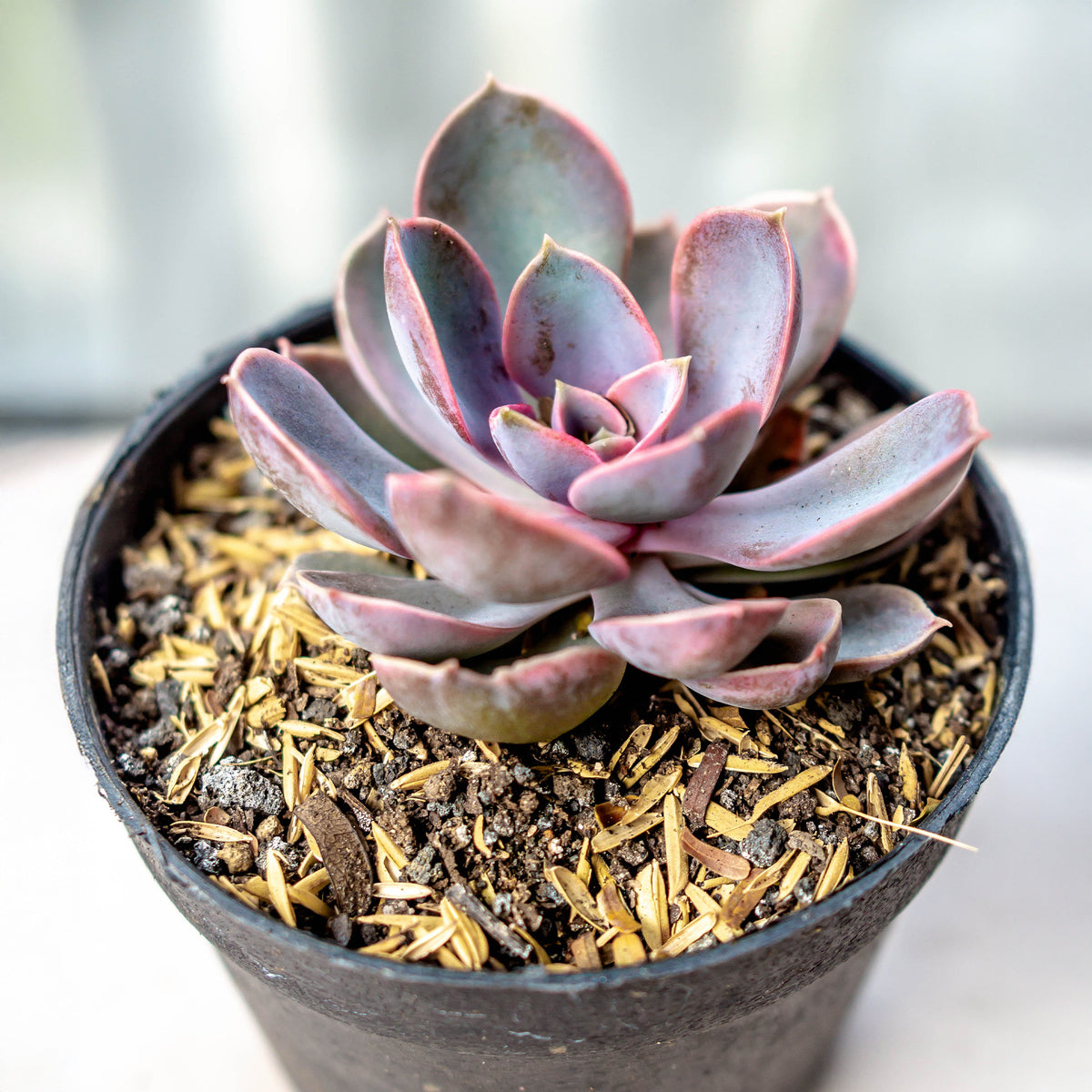 Echeverie ‘Perle von Nürnberg’