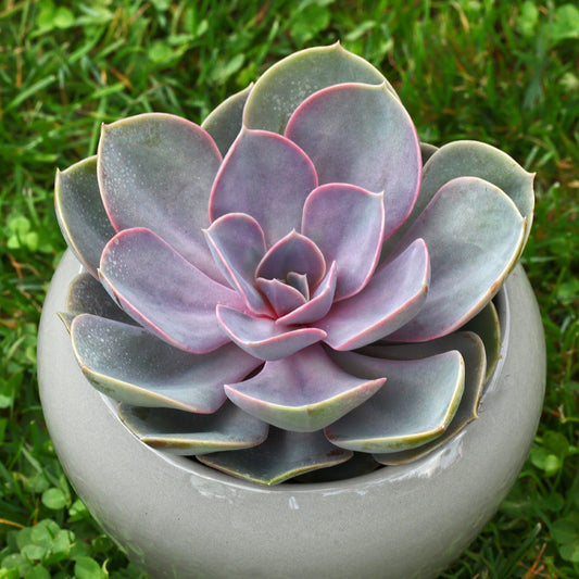 Echeverie ‘Perle von Nürnberg’