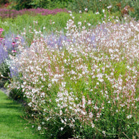 Deschampsia cespitosa, Gaura lindheimeri, Nepeta faassenii, Perovskia atriplicifolia, Echinacea pallida                 - 5 Stauden für ein sonniges Beet - Blühende Stauden