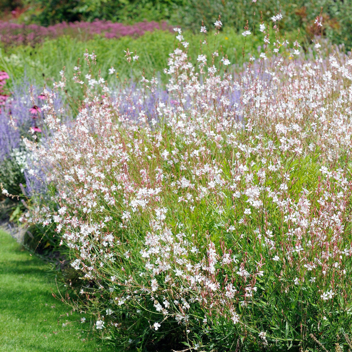 Deschampsia cespitosa, Gaura lindheimeri, Nepeta faassenii, Perovskia atriplicifolia, Echinacea pallida                 - 5 Stauden für ein sonniges Beet - Blühende Stauden