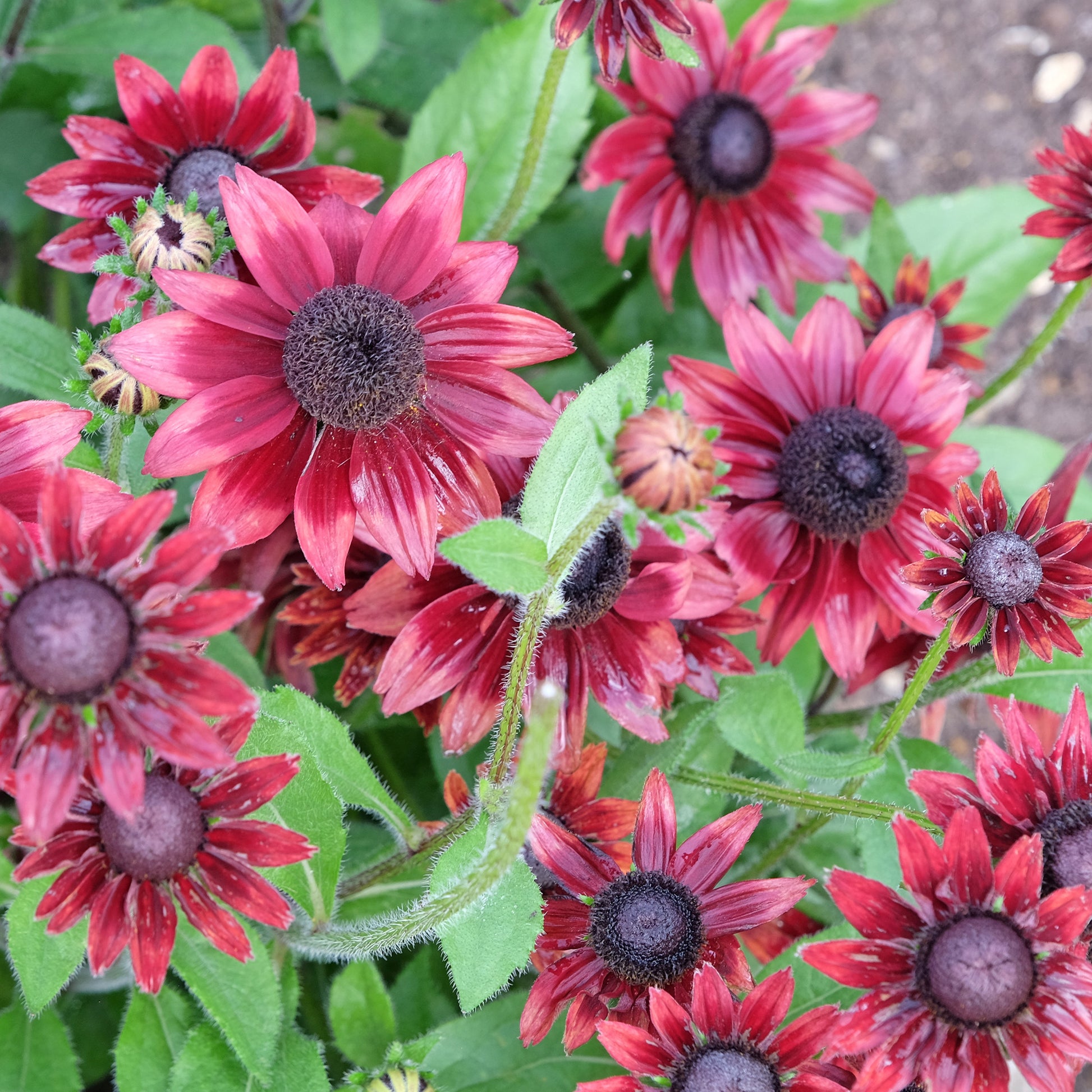Sonnenhut Cherry Brandy (x2) - Rudbeckias hirta cherry brandy - Bakker