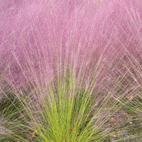 Stauden - Rosa Haargras (x2) - Muhlenbergia capillaris