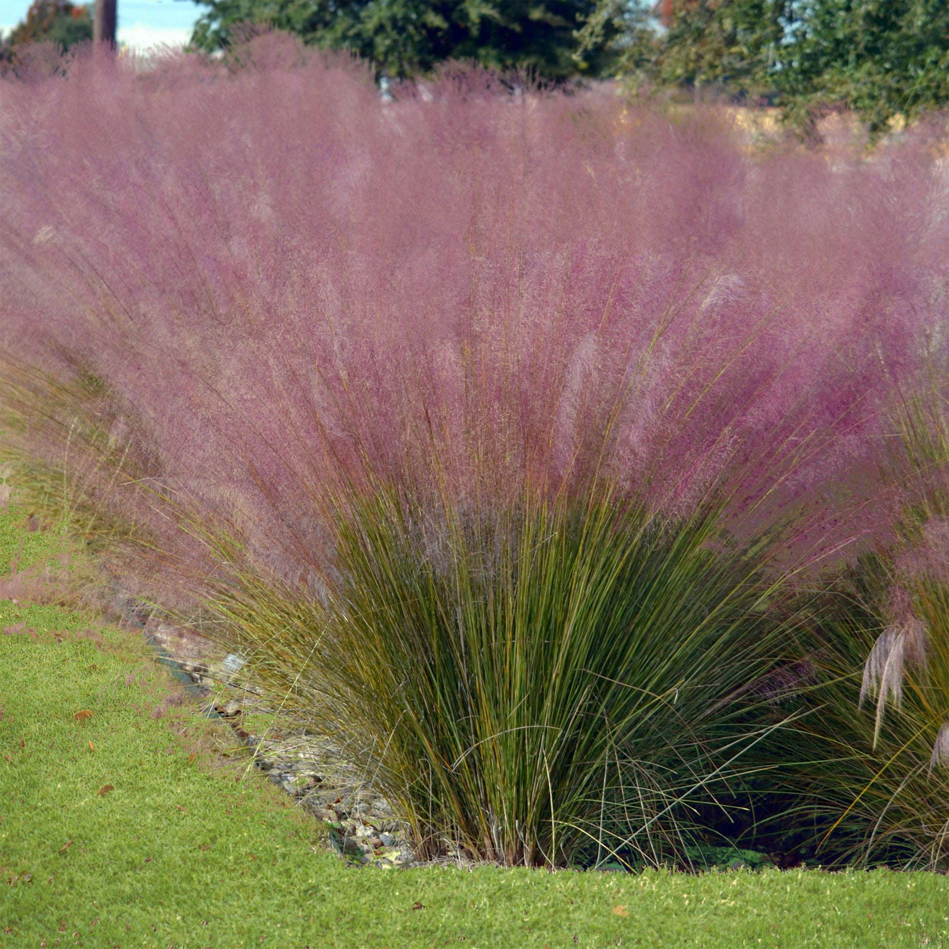 Staudenkollektion für moderne Außenbereiche (x6) - Stipa tenuissima, Muhlenbergia capillaris, Lavandula angustifolia - Gartenpflanzen