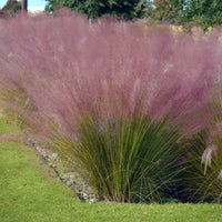 4 dekorative Ziergräser - Muhlenbergia capillaris, Stipa tenuissima - Bakker