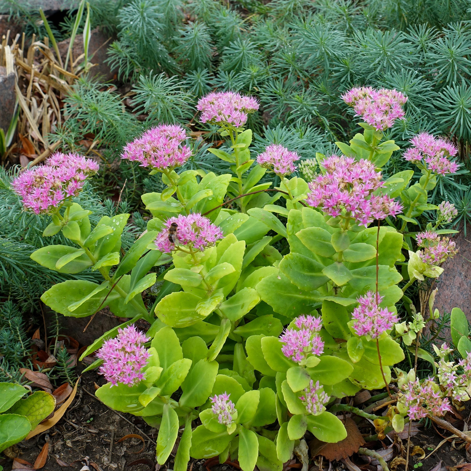 Verkauf Fetthenne - Sedum spectabile