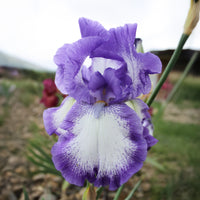 Deutsche Schwertlilie On Edge (x2) - Iris germanica on edge - Bakker