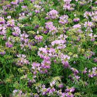 Bunte Kronwicke (x2) - Coronilla varia - Bakker