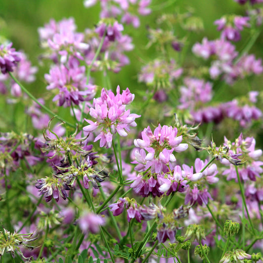 Bunte Kronwicke (x2) - Bakker