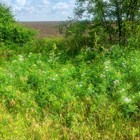 Stauden - Bunte Kronwicke (x2) - Coronilla varia