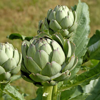 Artischocke Vert de Laon Pflanzen - Cynara scolynus vert de laon - Bakker