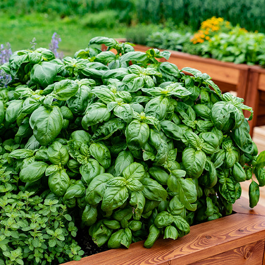 Basilikum ‘Grand Vert’ Pflanze - Bakker