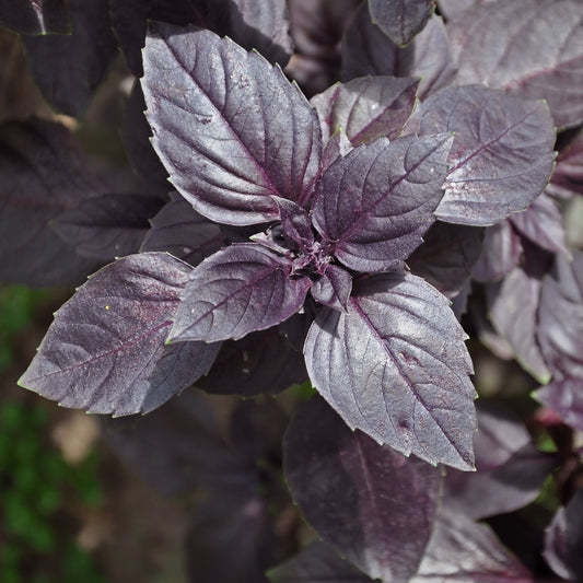 Purpur-Basilikum Pflanze - Bakker