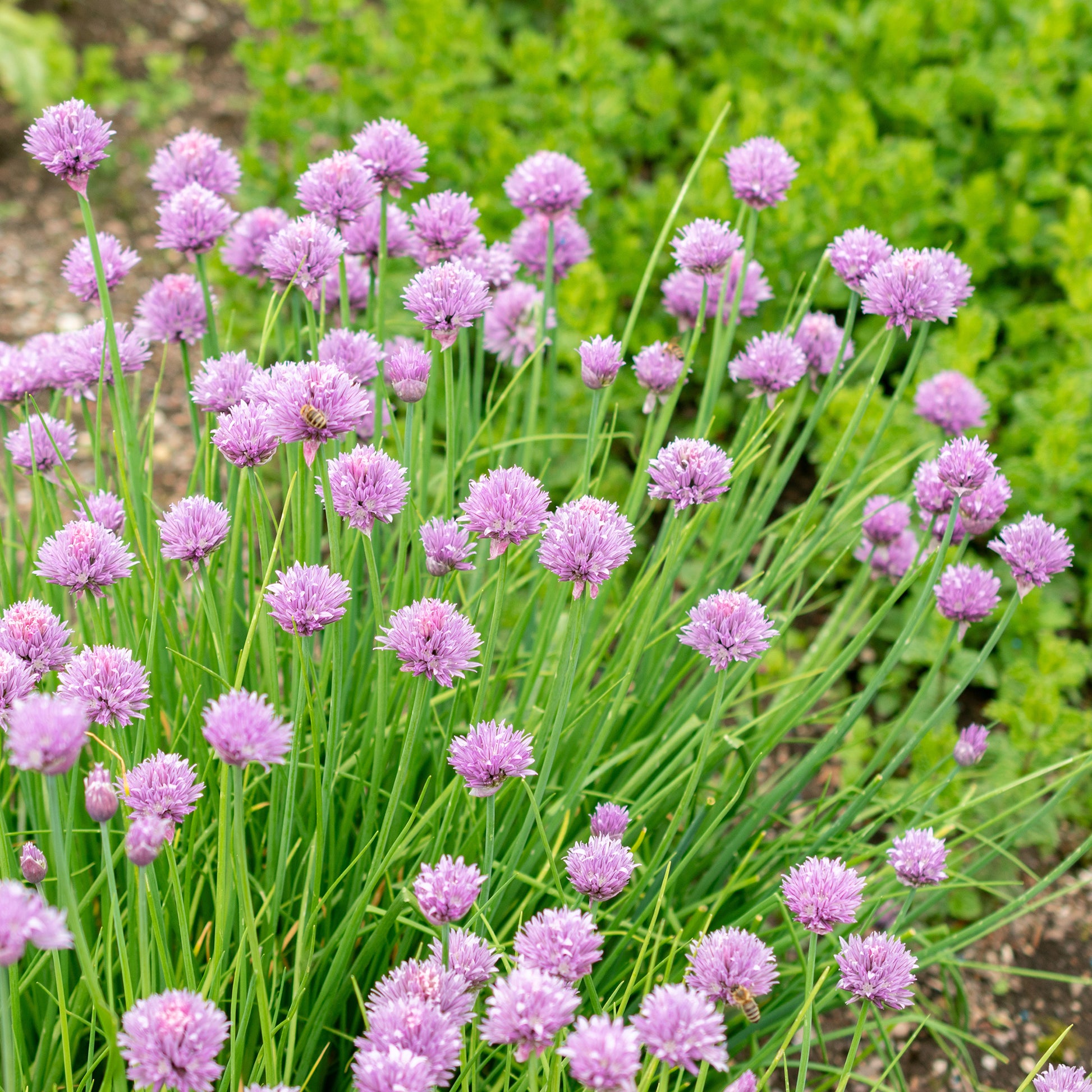 Schnittlauch Pflanze - Allium schoenoprasum