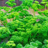 Krause Petersilie Pflanze - Petroselinum crispum - Bakker