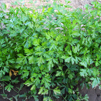 Verkauf Glatte Petersilie Pflanze - Petroselinum crispum