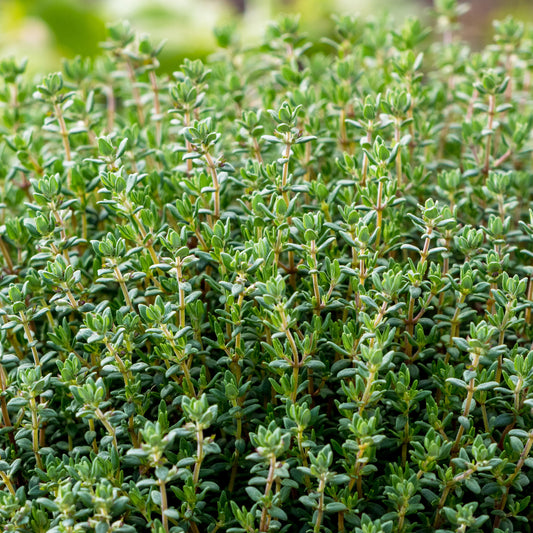 Thymian Pflanze - Bakker