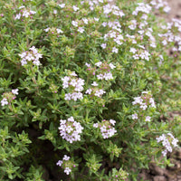 Thymian Pflanze - Thymus vulgaris - Bakker