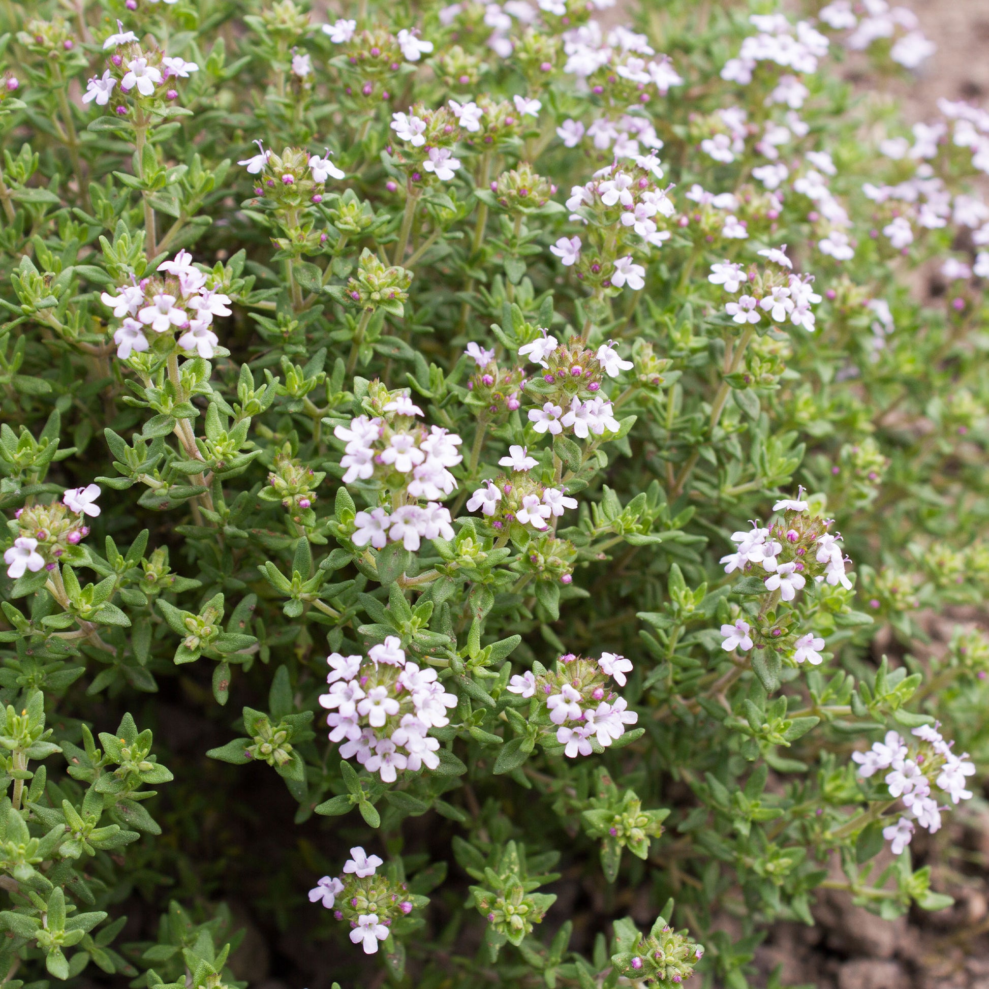 Thymian Pflanze - Thymus vulgaris