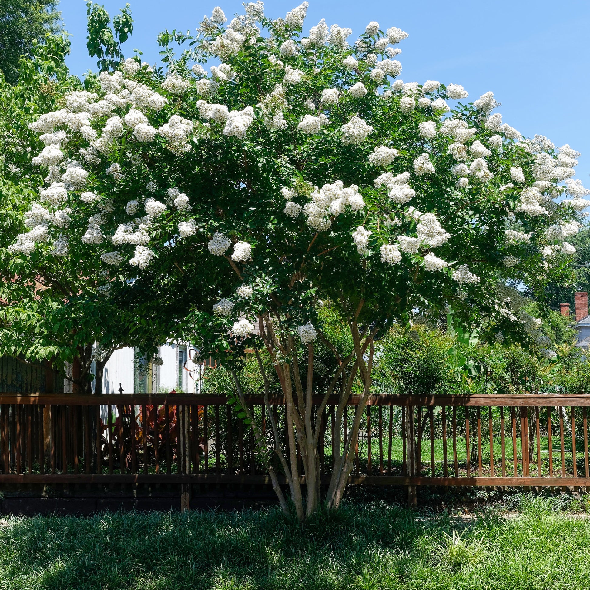 Indischer Flieder - Kreppmyrte weiß - Lagerstroemia indica Neige d'Été