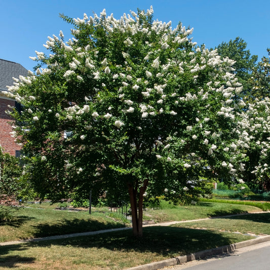 Kreppmyrte weiß - Bakker