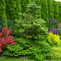 Koreatanne - Abies koreana - Bakker