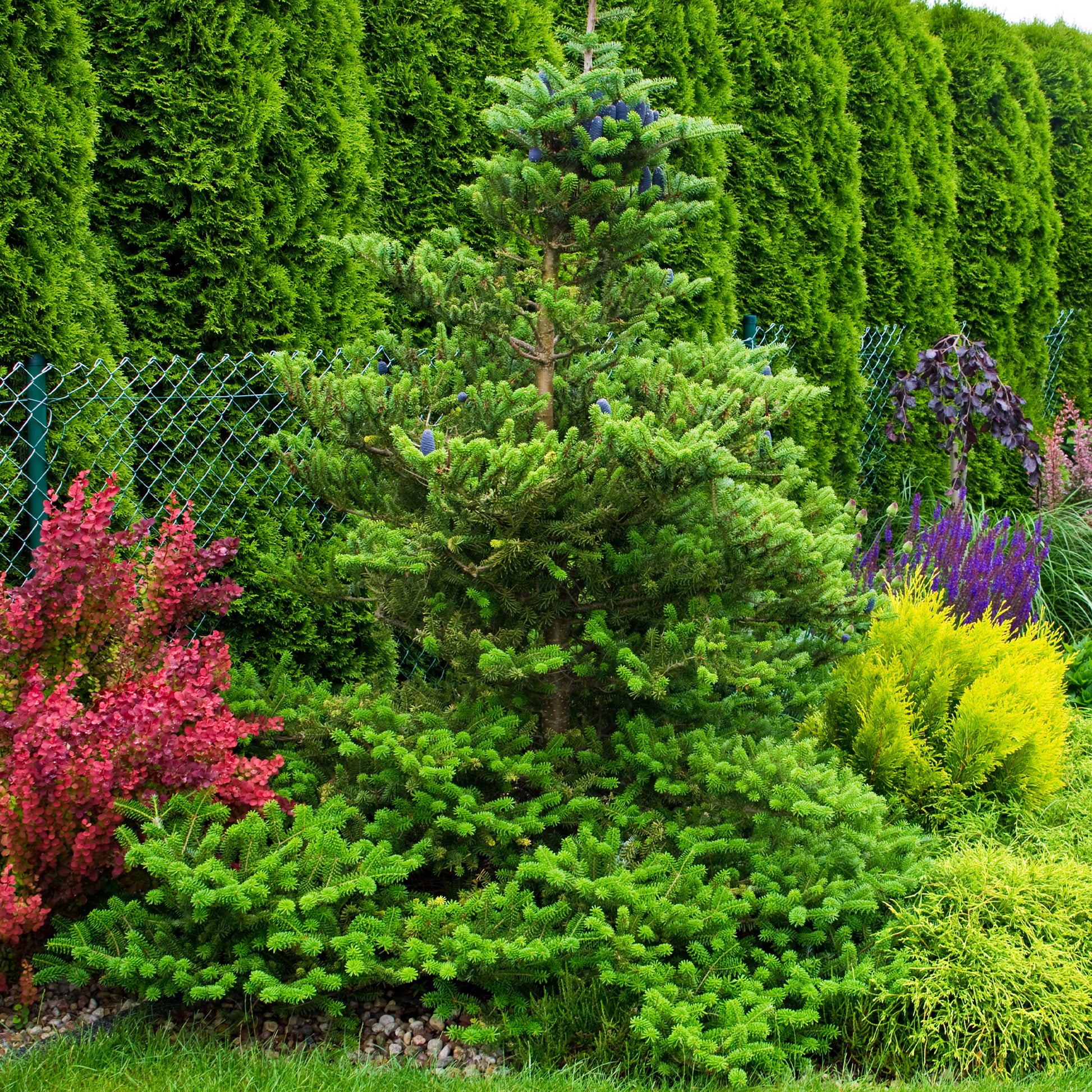 Koreatanne - Abies koreana - Bakker