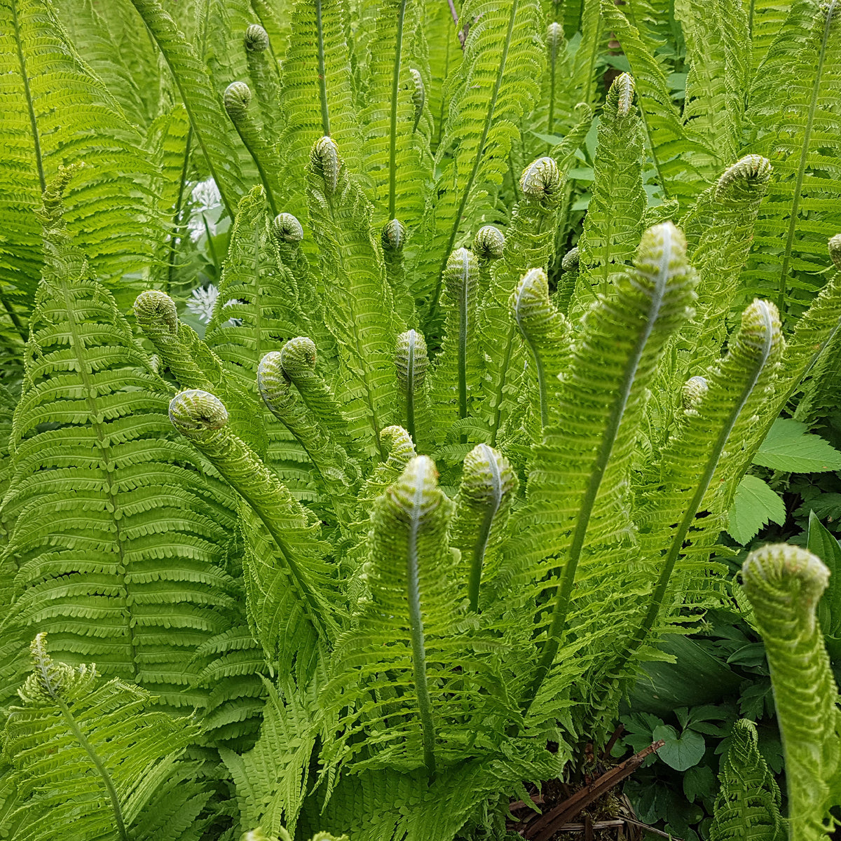 Matteuccia struthiopteris - Straußenfarn (x2) - Stauden