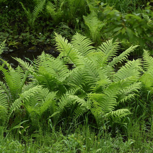 Straußenfarn (x2) - Bakker