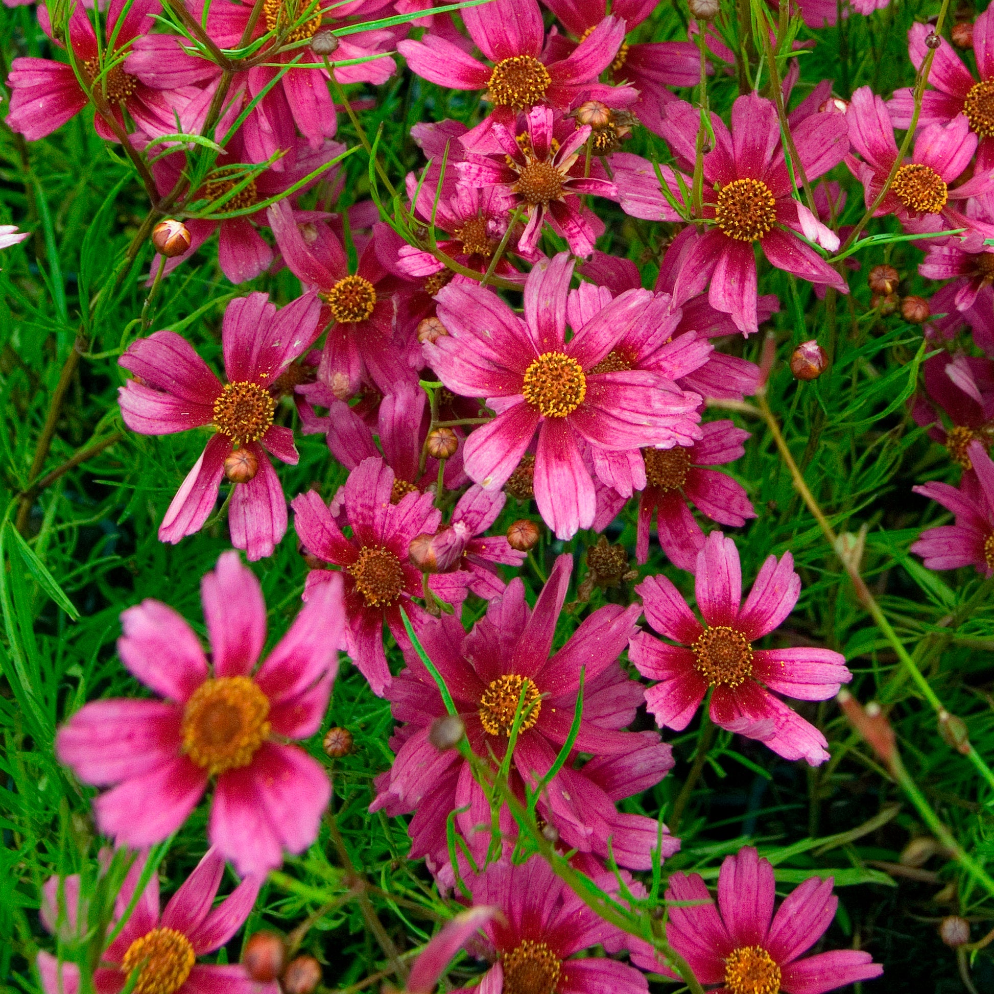 Mädchenauge ‘Heaven’s Gate’ - Coreopsis rosea heaven's gate - Bakker