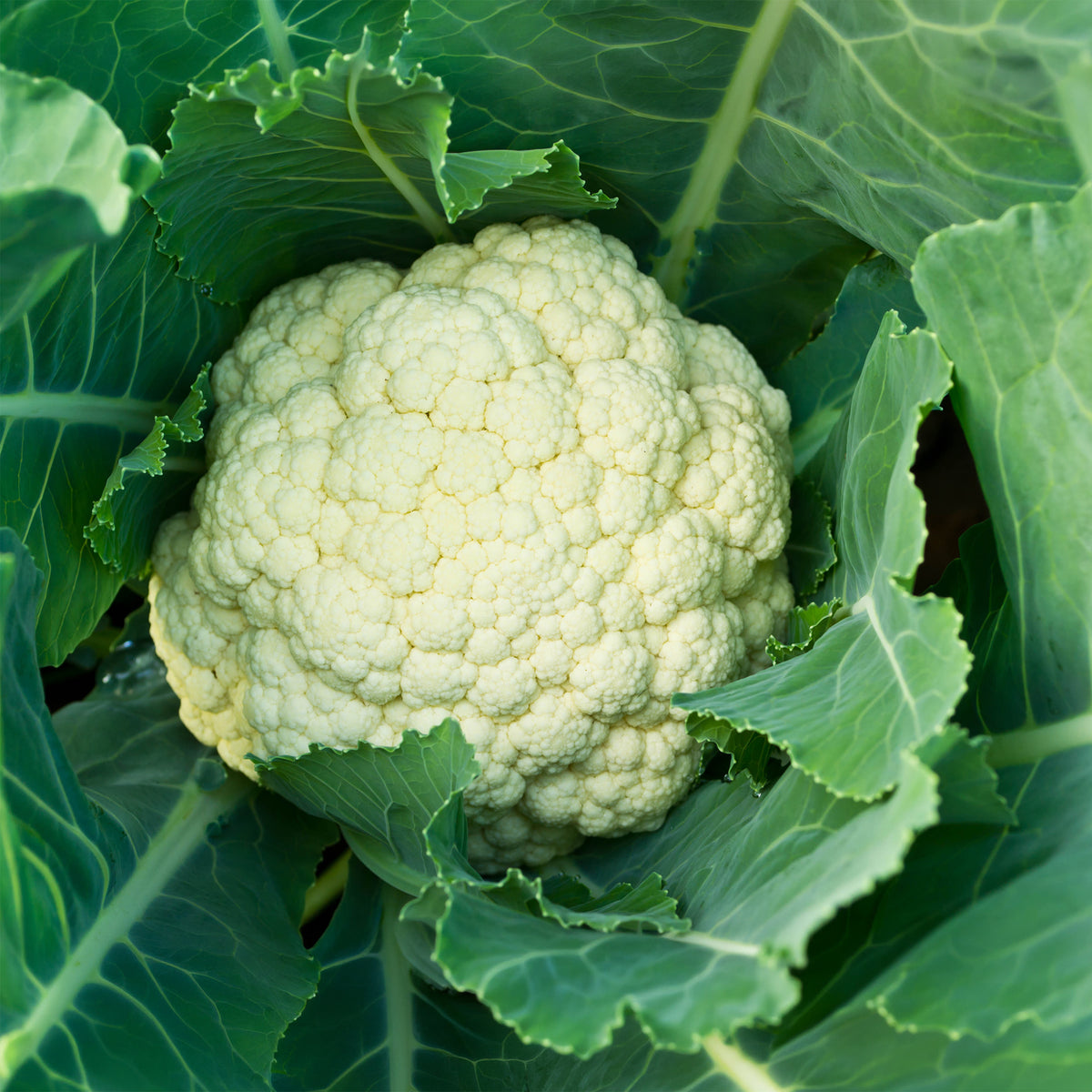 Blumenkohl Synergy F1