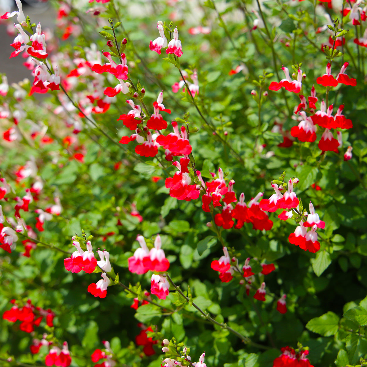 Salbei Hot Lips
