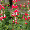 Salbei Hot Lips (x2) - Bakker