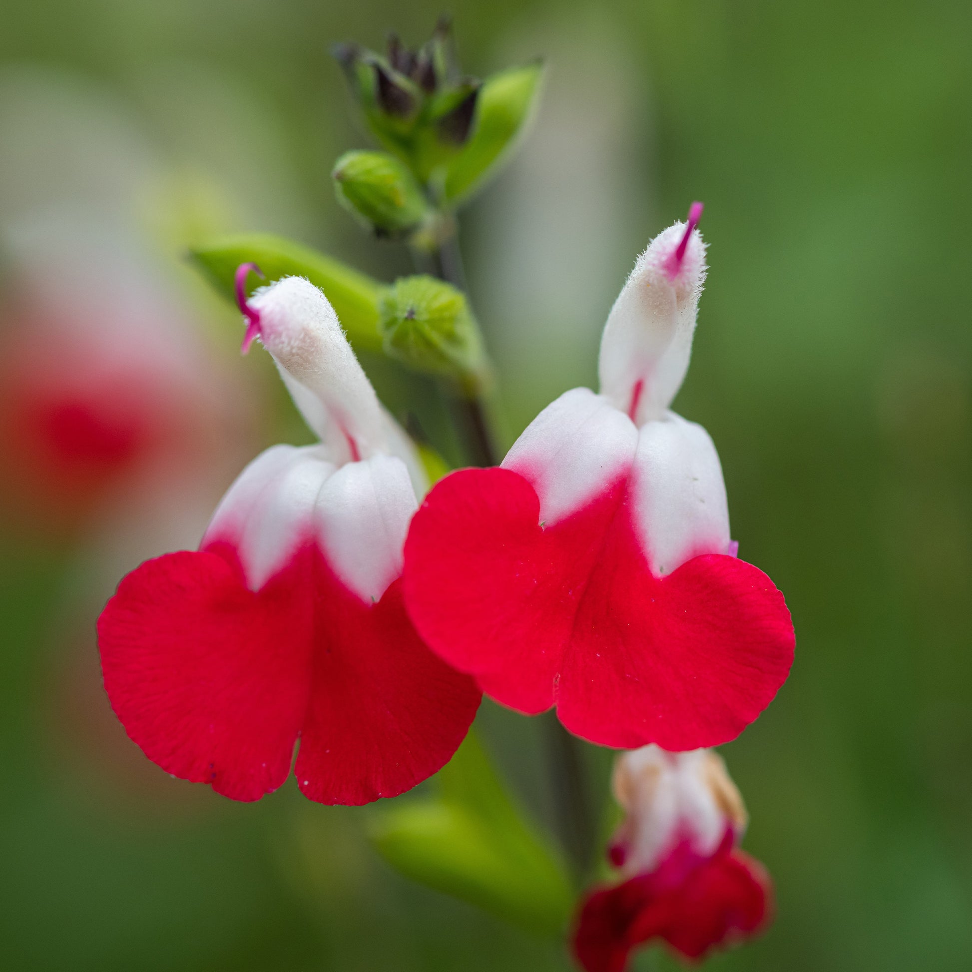 Salbei Hot Lips - Salvia microphylla hotlips (grahamii) - Stauden