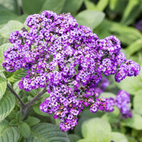 Vanilleblume (x3) - Heliotropium peruvianum - Bakker