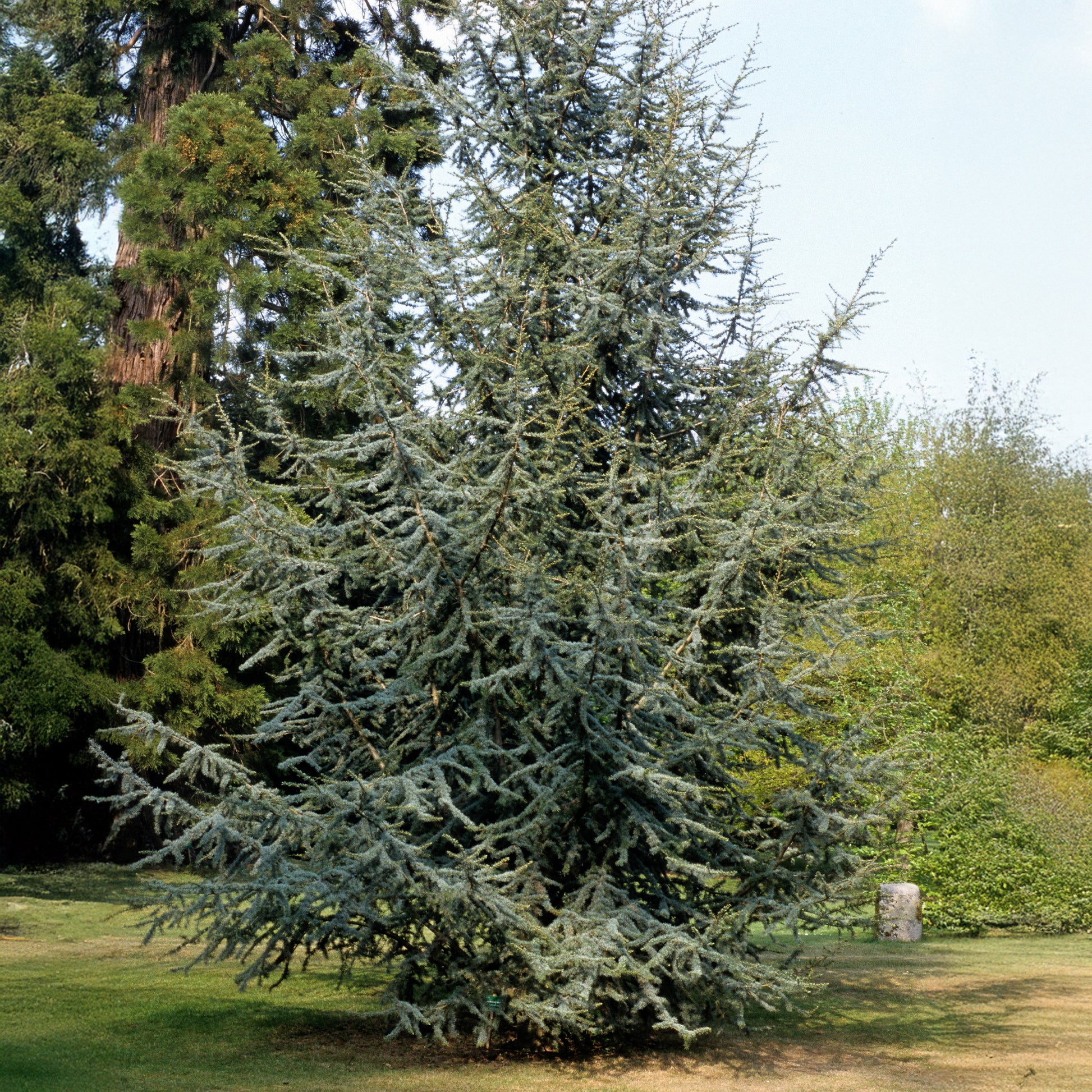 Verkauf Blaue Atlaszeder - Cedrus atlantica glauca