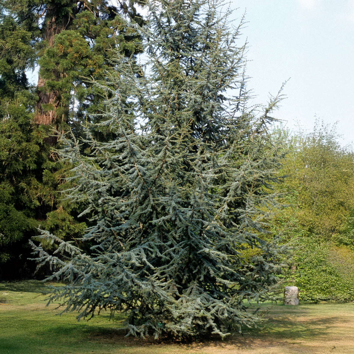 Verkauf Blaue Atlaszeder