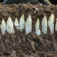 Cichorium intybus mechelse middelvroeg - Zichorie ‘Mechelse Middelvroeg’ Bio - Samen für Salate