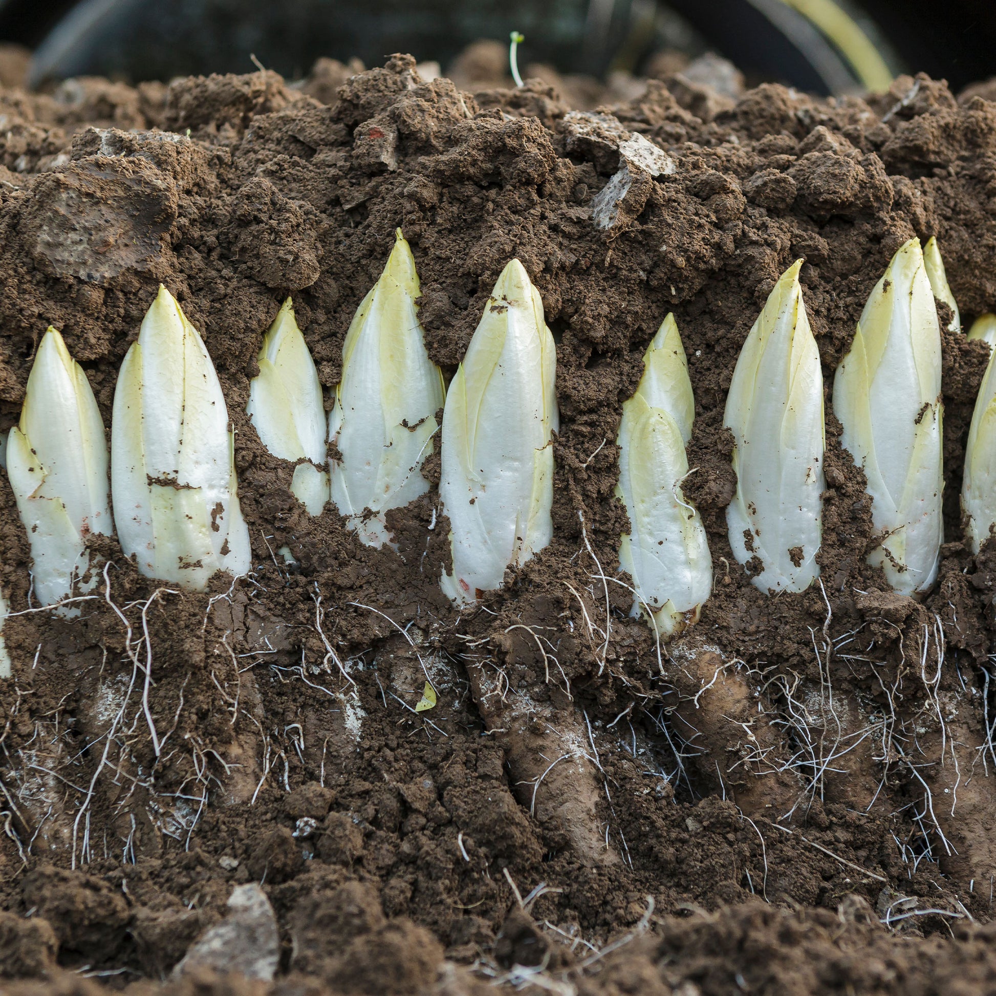zichorie saatgut Saatgut Zichorie 'Mechelse Middelvroeg' Bio - Cichorium intybus mechelse  middelvroeg