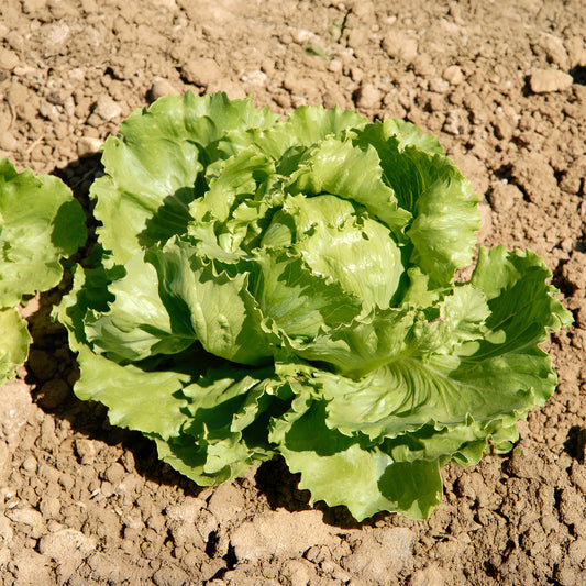 Batavia-Salat Great Lakes - Bakker