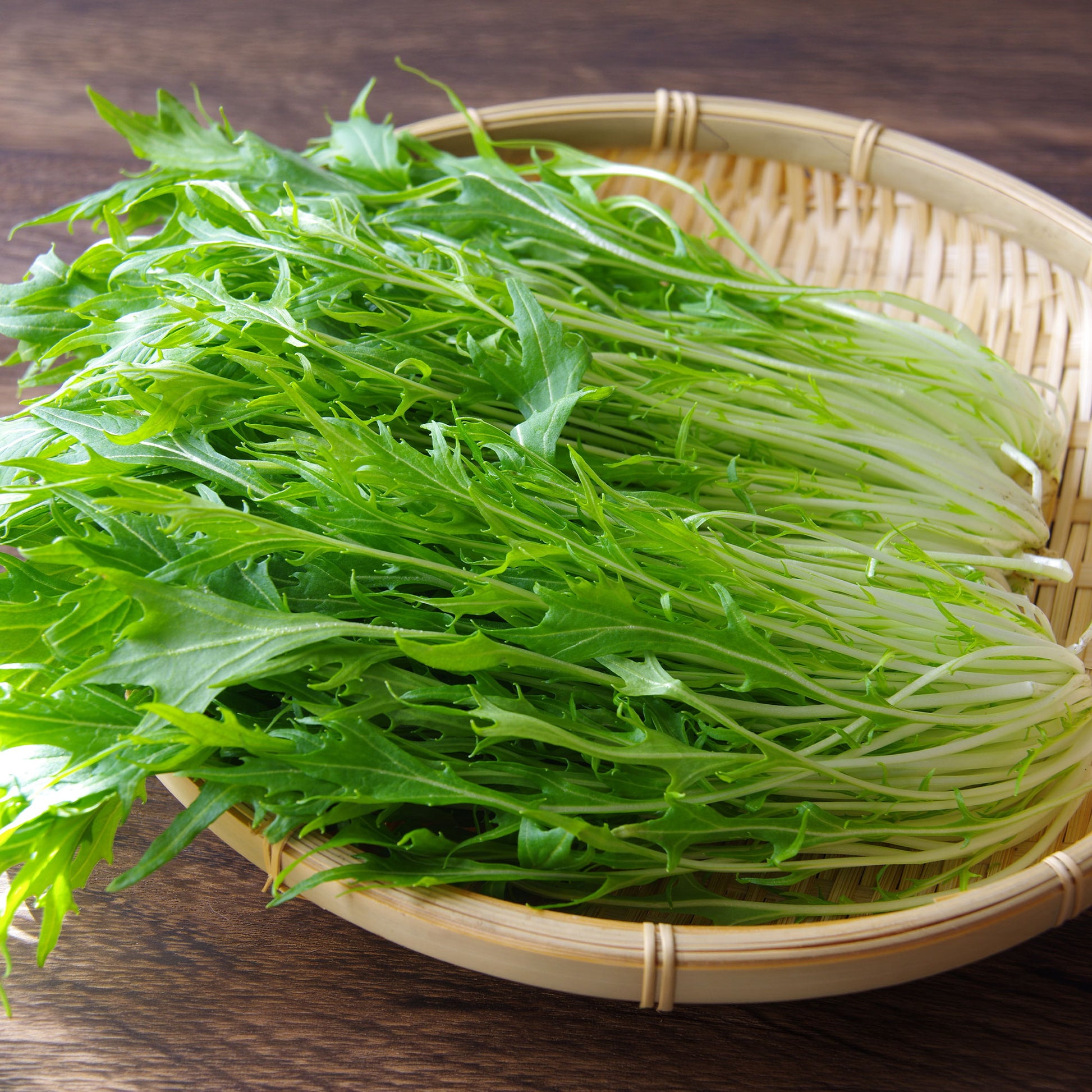 mizuna saatgut Saatgut Japanischer Salatkohl Mizuna Bio - Brassica rapa japonica mizuna