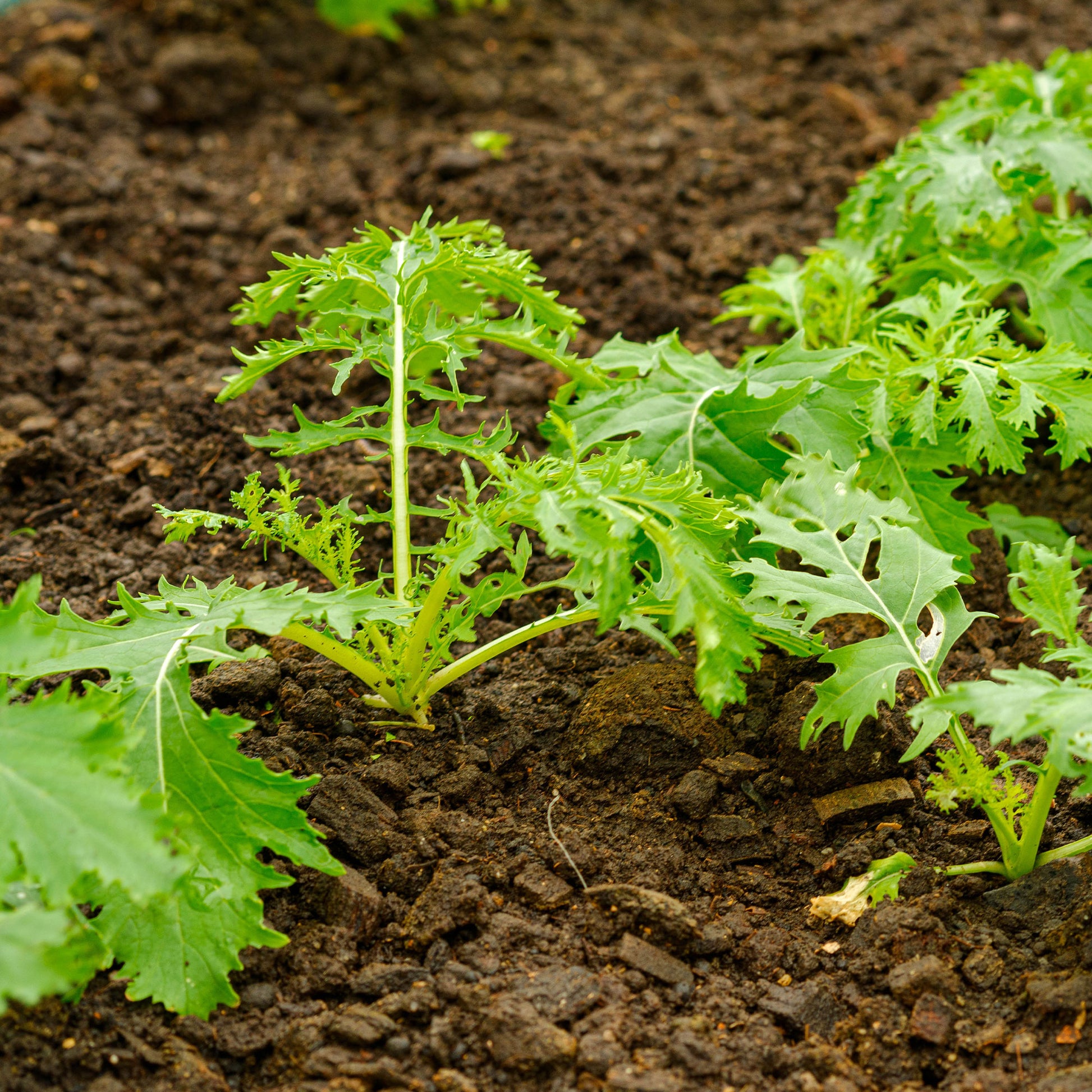 Saatgut Japanischer Salatkohl Mizuna Bio - Brassica rapa japonica mizuna
