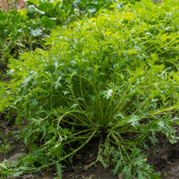 Japanischer Salatkohl Mizuna Bio - Brassica rapa japonica mizuna - Bakker