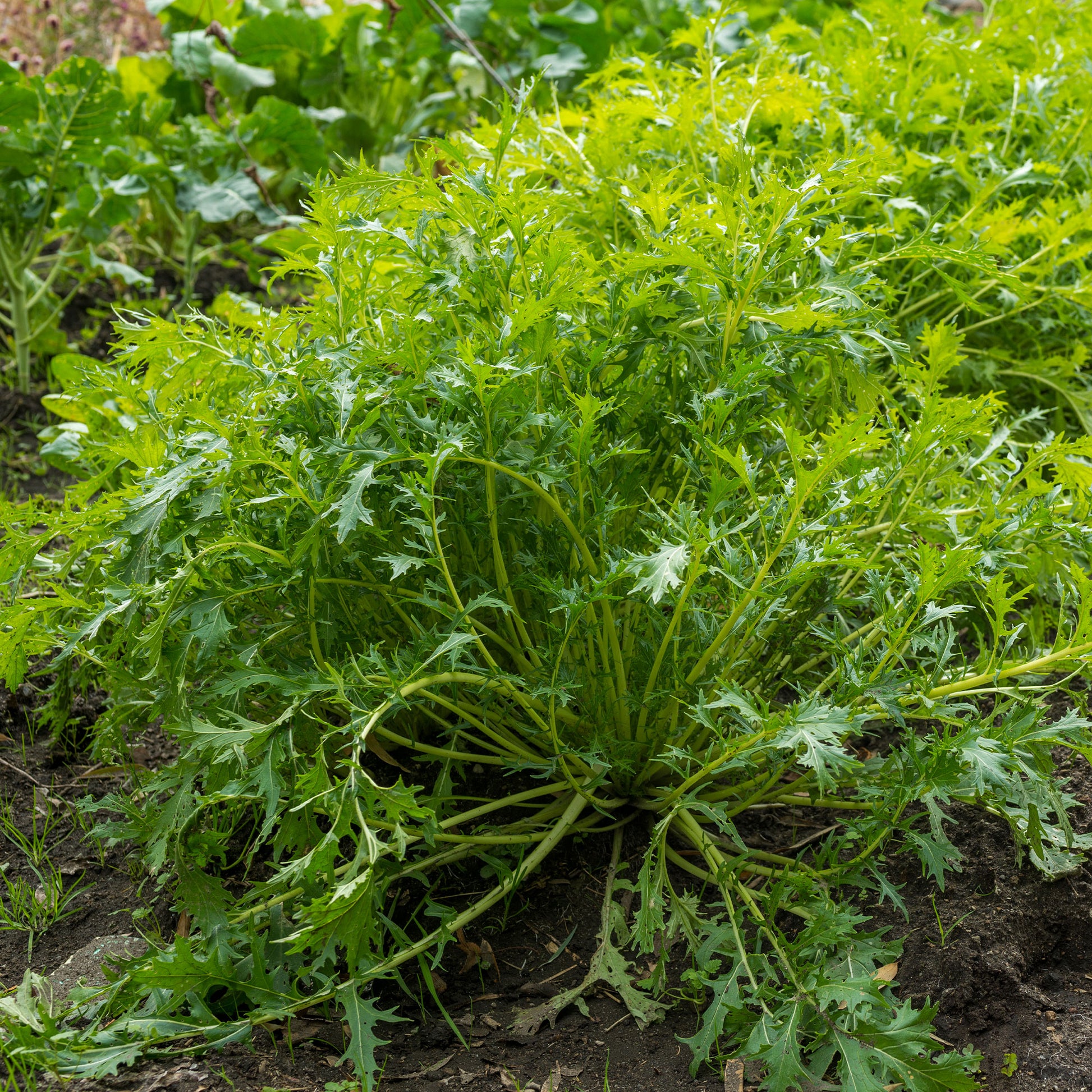Saatgut Japanischer Salatkohl Mizuna Bio - Brassica rapa japonica mizuna