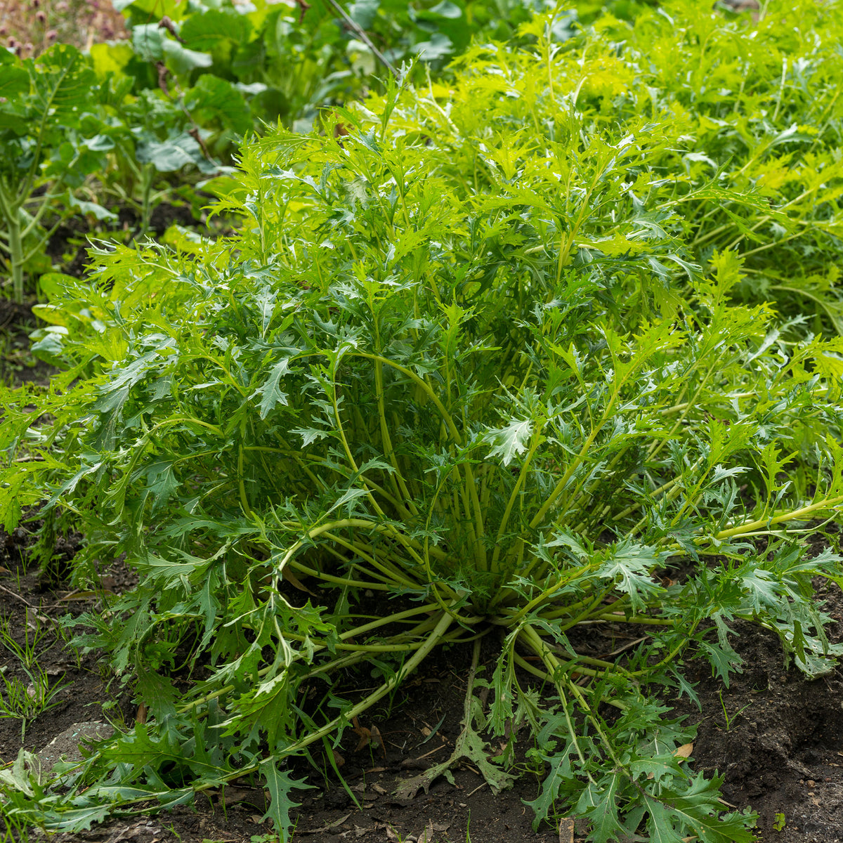 Japanischer Salatkohl Mizuna Bio - Brassica rapa japonica mizuna - Bakker