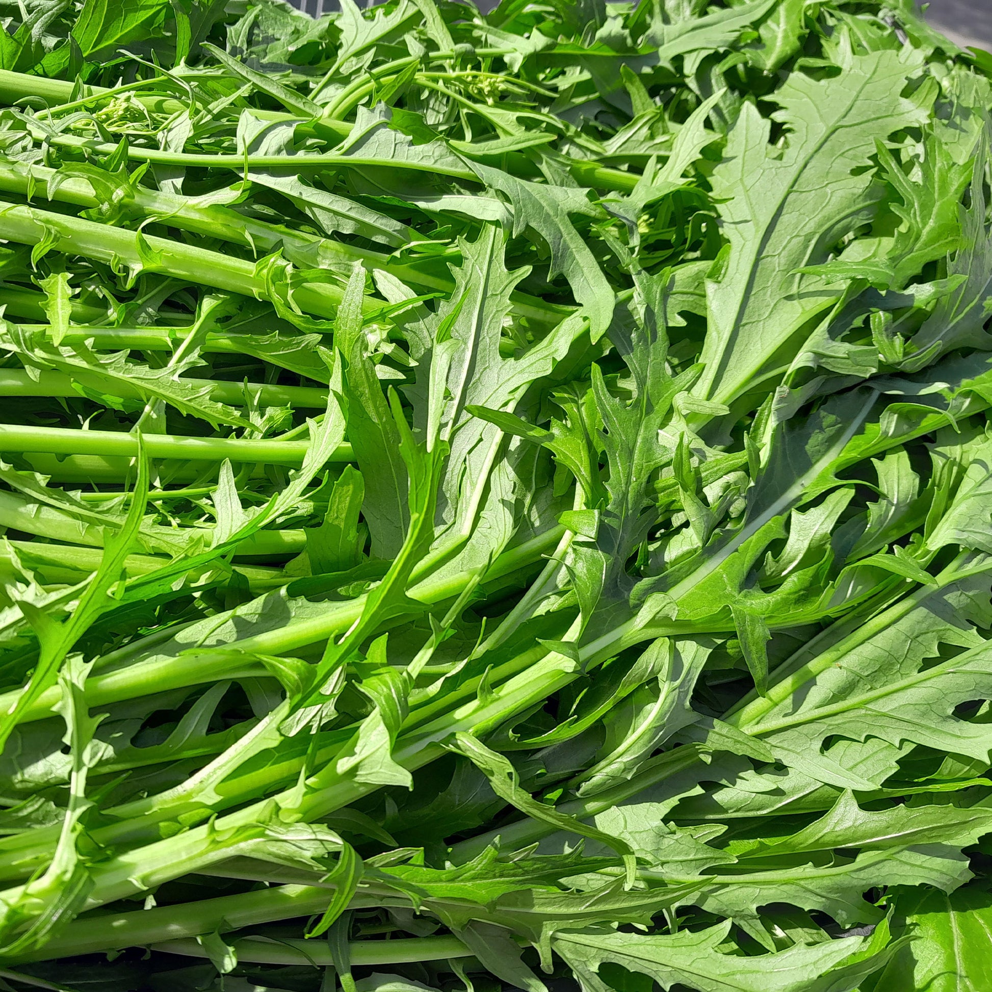 Saatgut Japanischer Salatkohl Mizuna Bio - Brassica rapa japonica mizuna